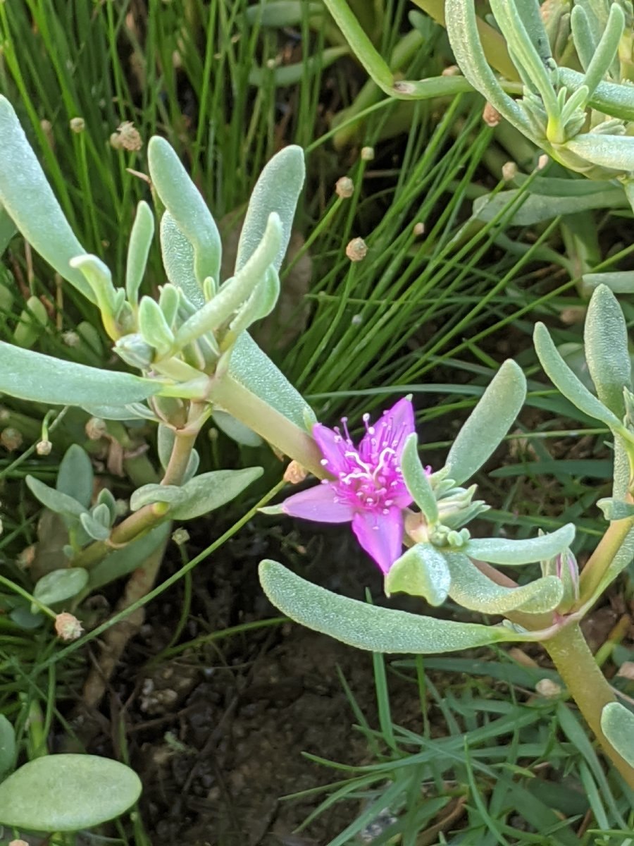 Сезувиум порфтрозвездный