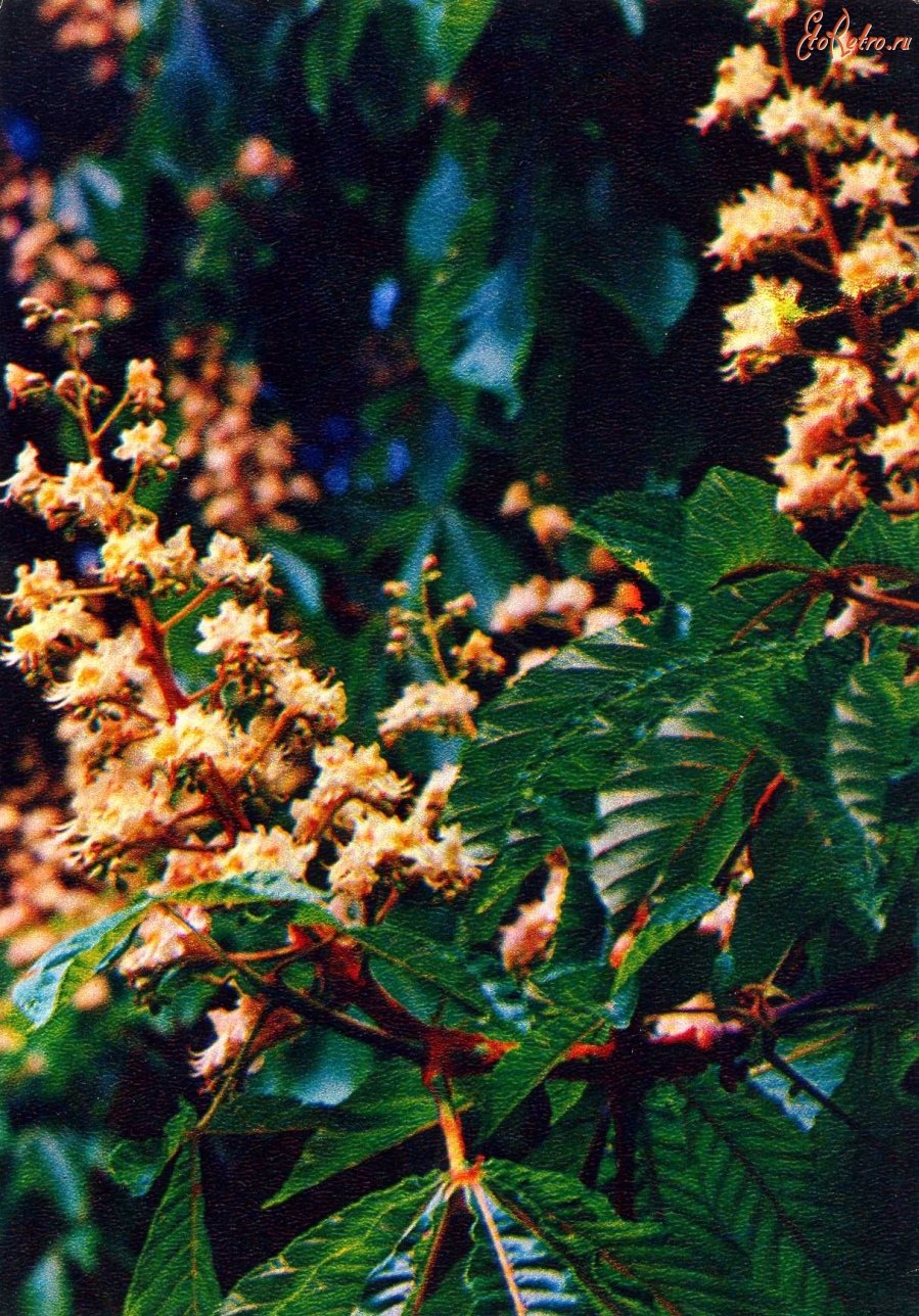 Каштан конский ассамский