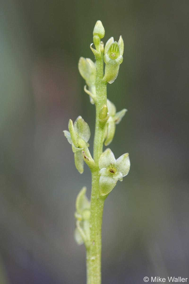 Мякотница Болотная