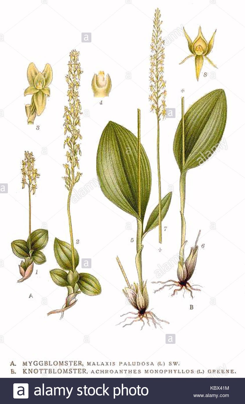 Орхидея Лосняк Лезеля