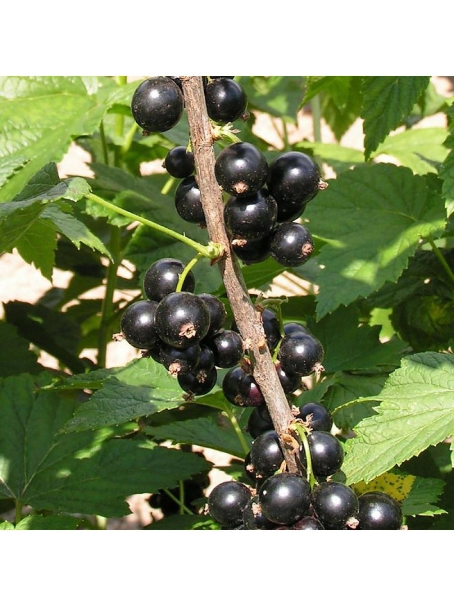 Неспелая черная смородина