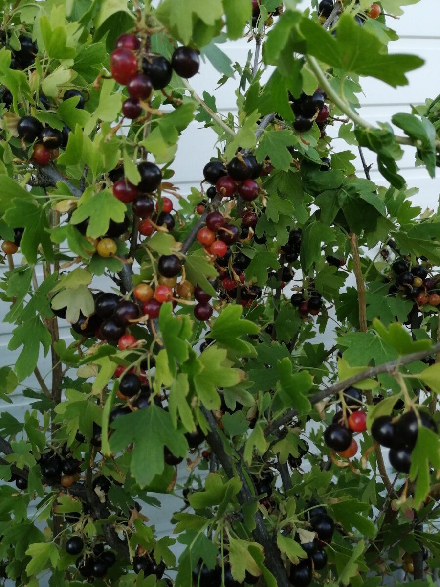 Душистая смородина черная