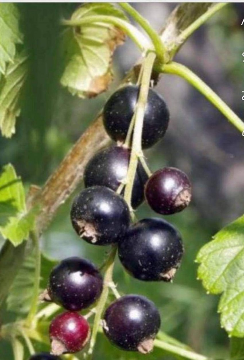 Смородина Добрыня куст