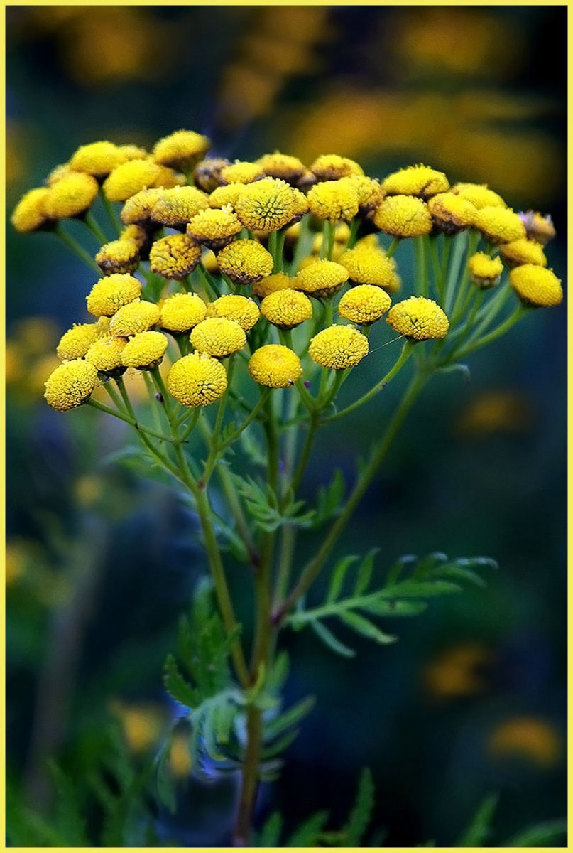 Пижма акинфиева