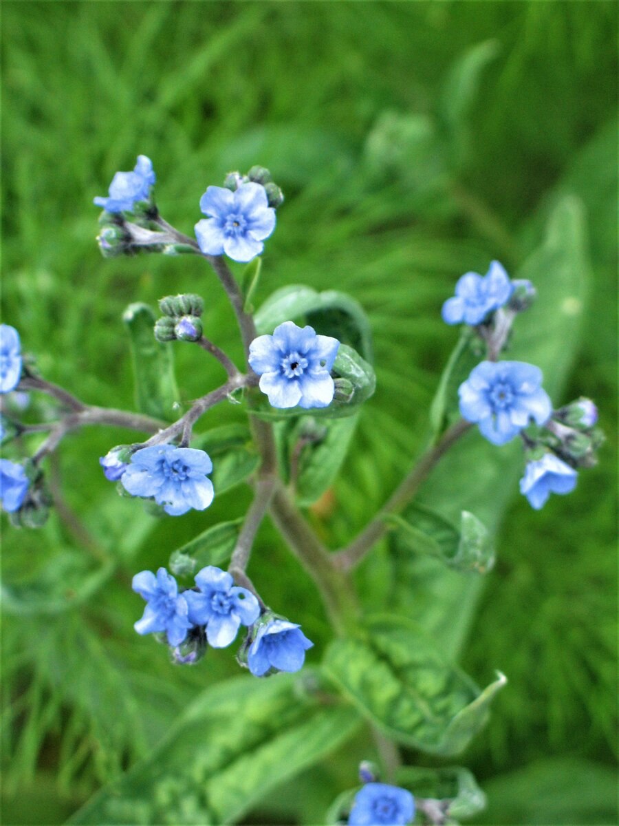 Рассады чернокорень