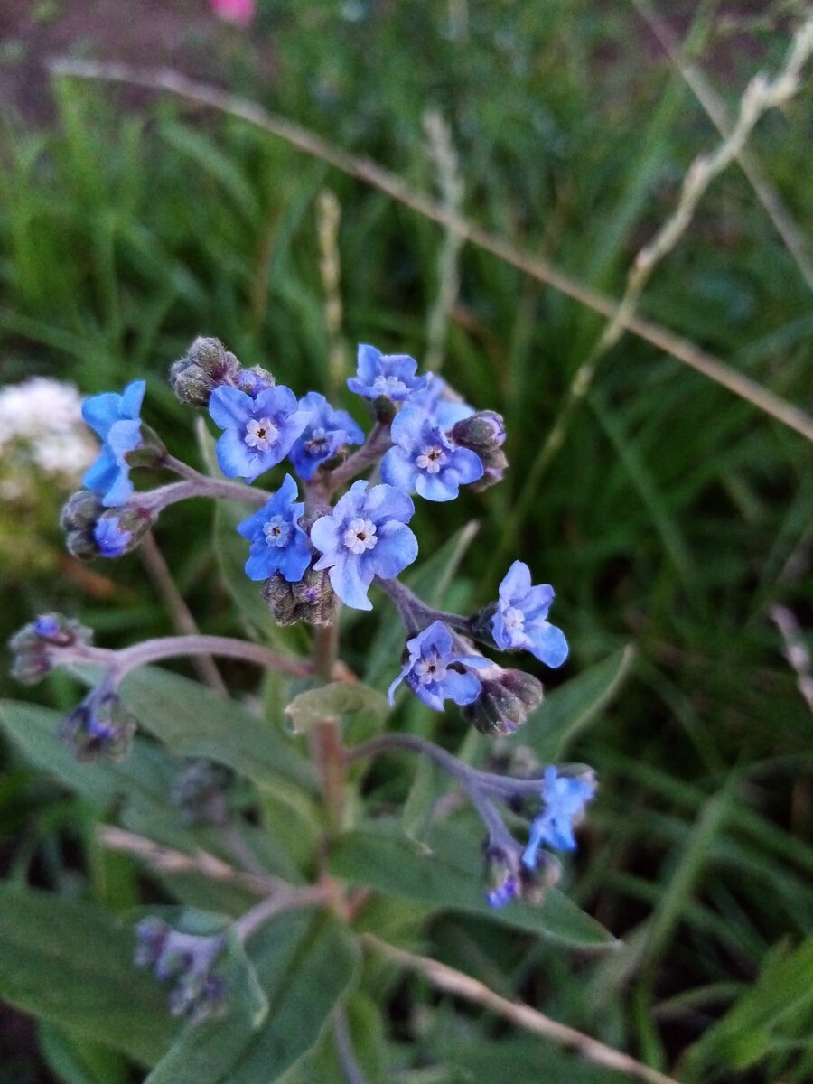 Чернокорень Крысогон