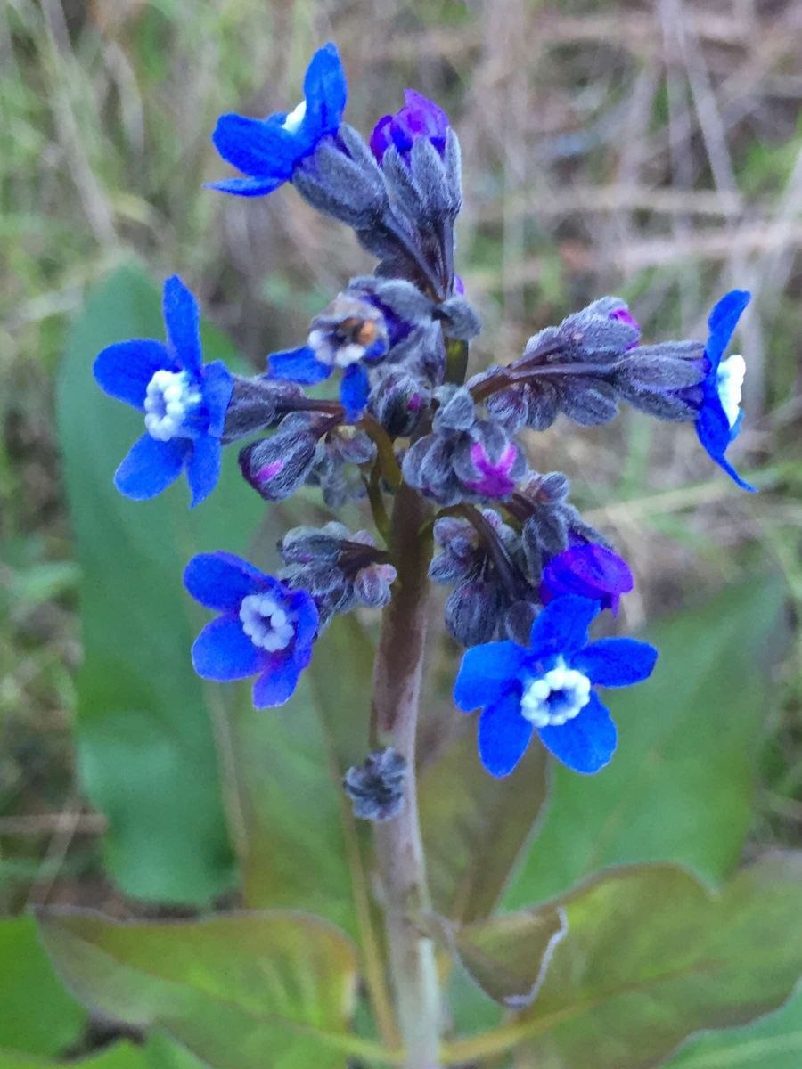 Чернокорень Форгетминот