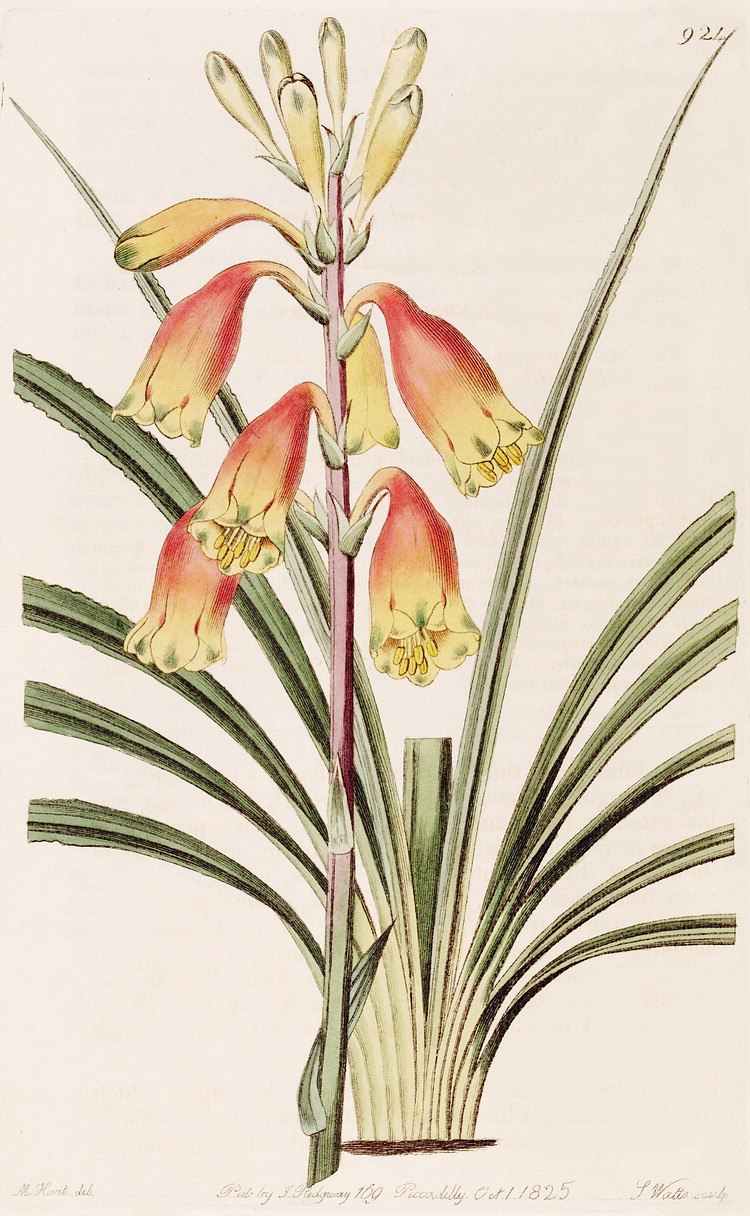 Polyscias sandwicensis