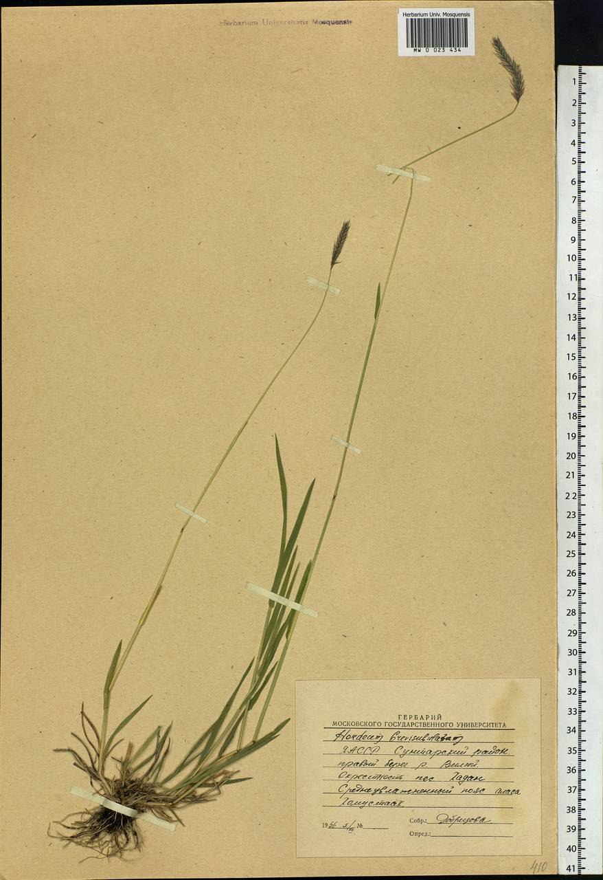 Hordeum brevisubulatum