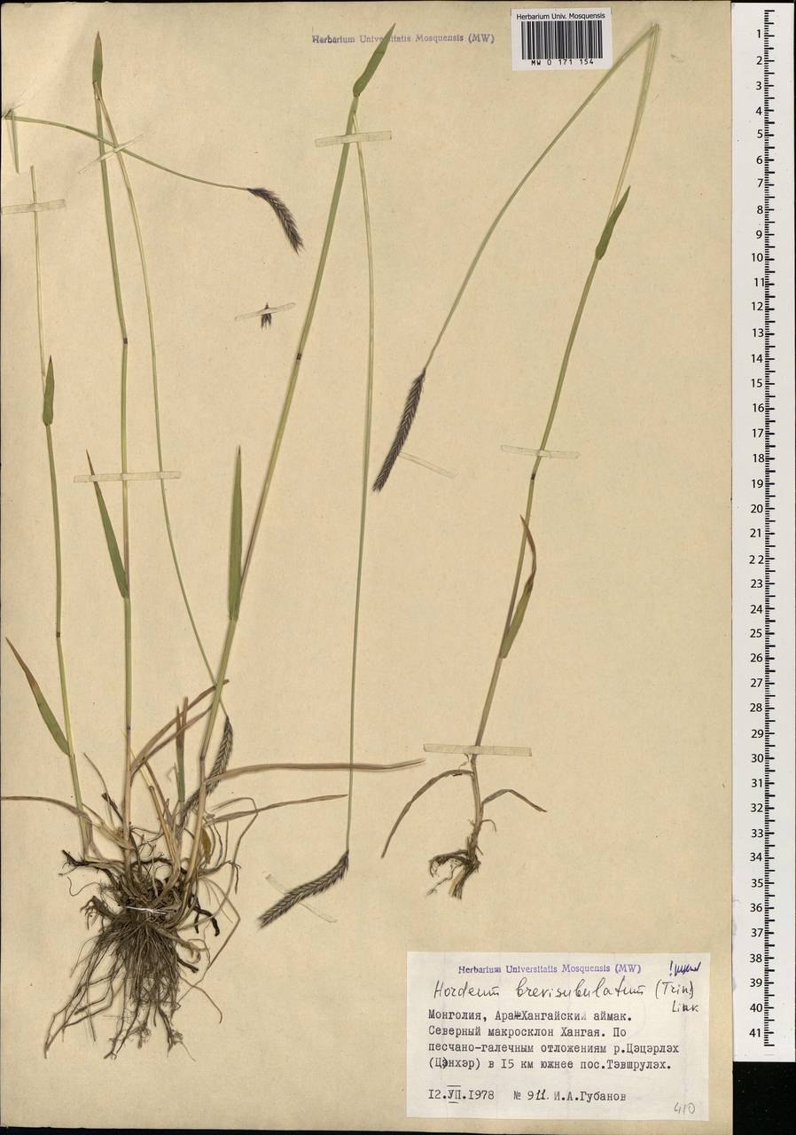 Ячмень короткоостый (hordeumbrevisubulatum)