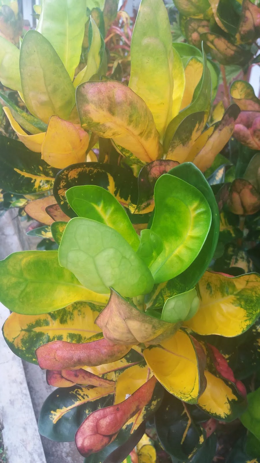 Кротон слабительный