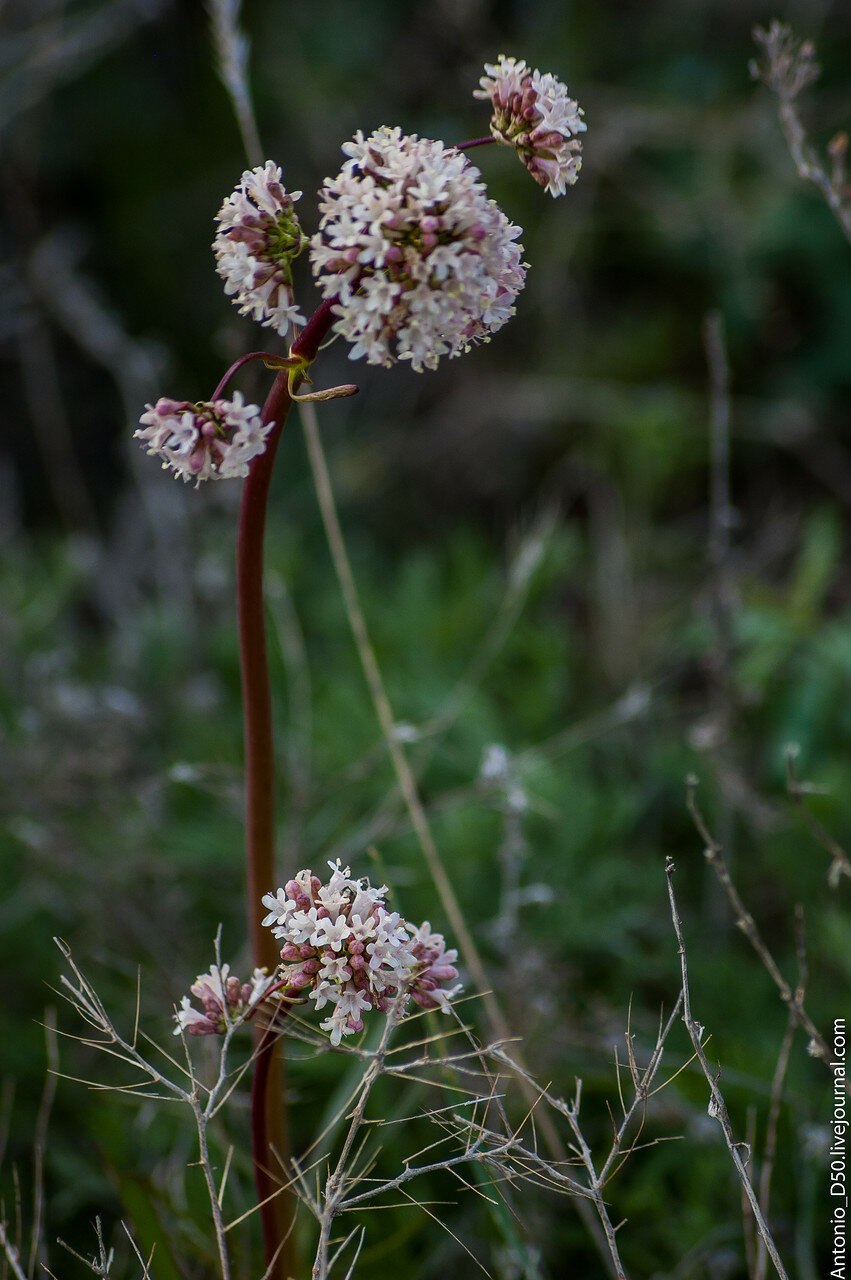 Гвоздика ползучая Камчатский