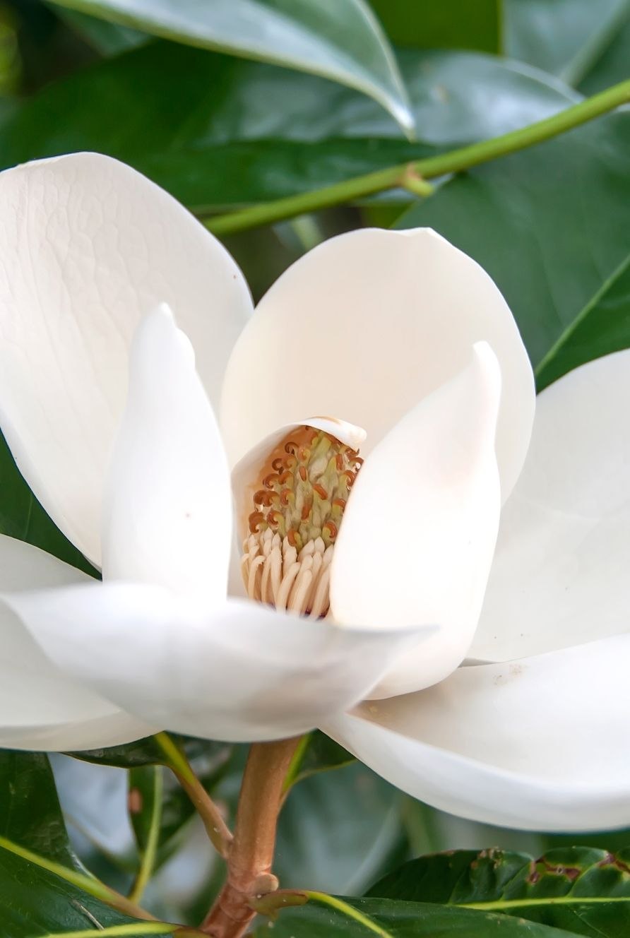 Цветы магнолии