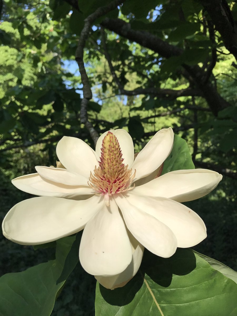 Магнолия Обовата