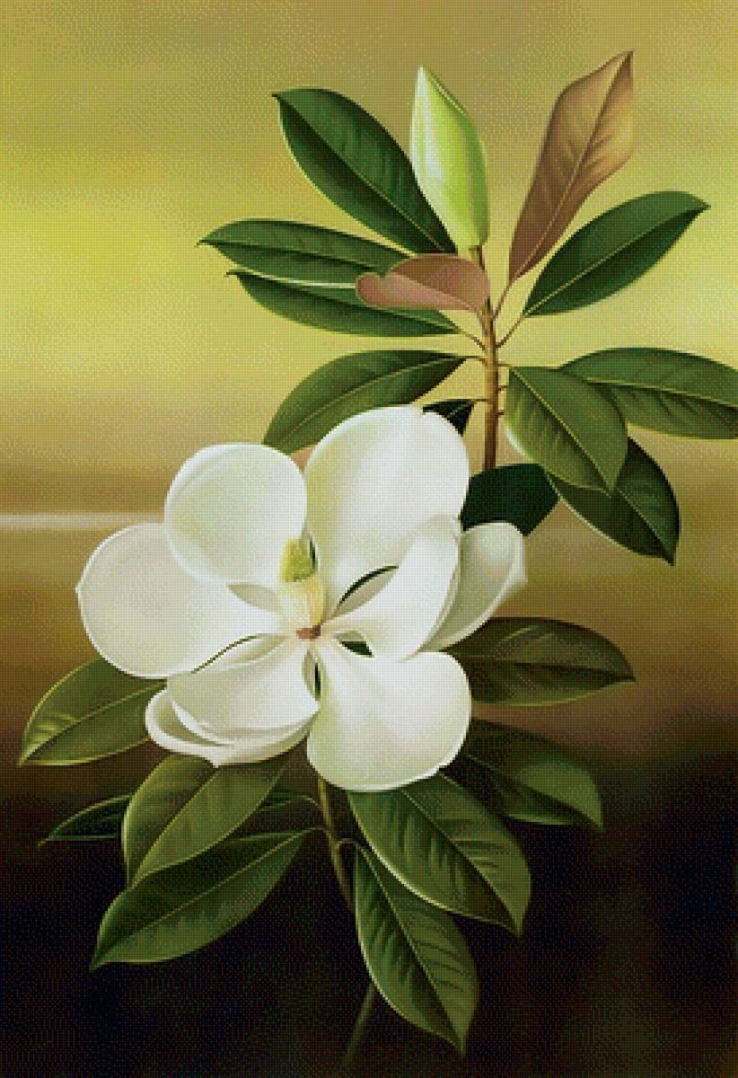 Магнолия гибридная Бетти