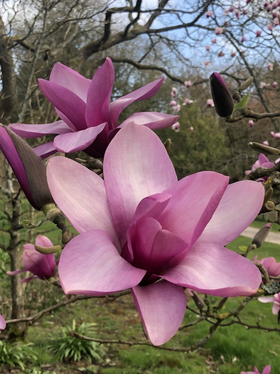 Магнолия обратнояйцевидная