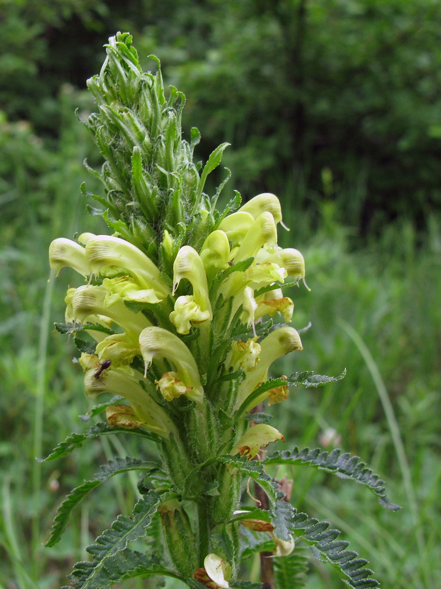 Мытник Кауфмана