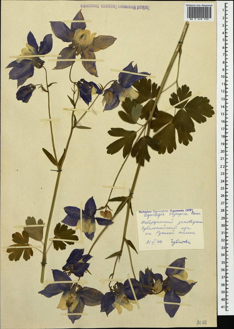 Аквилегия ДМС вышивка