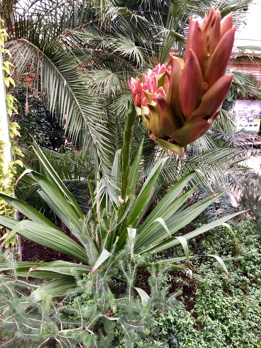 Дориантес маргаритковоцветный