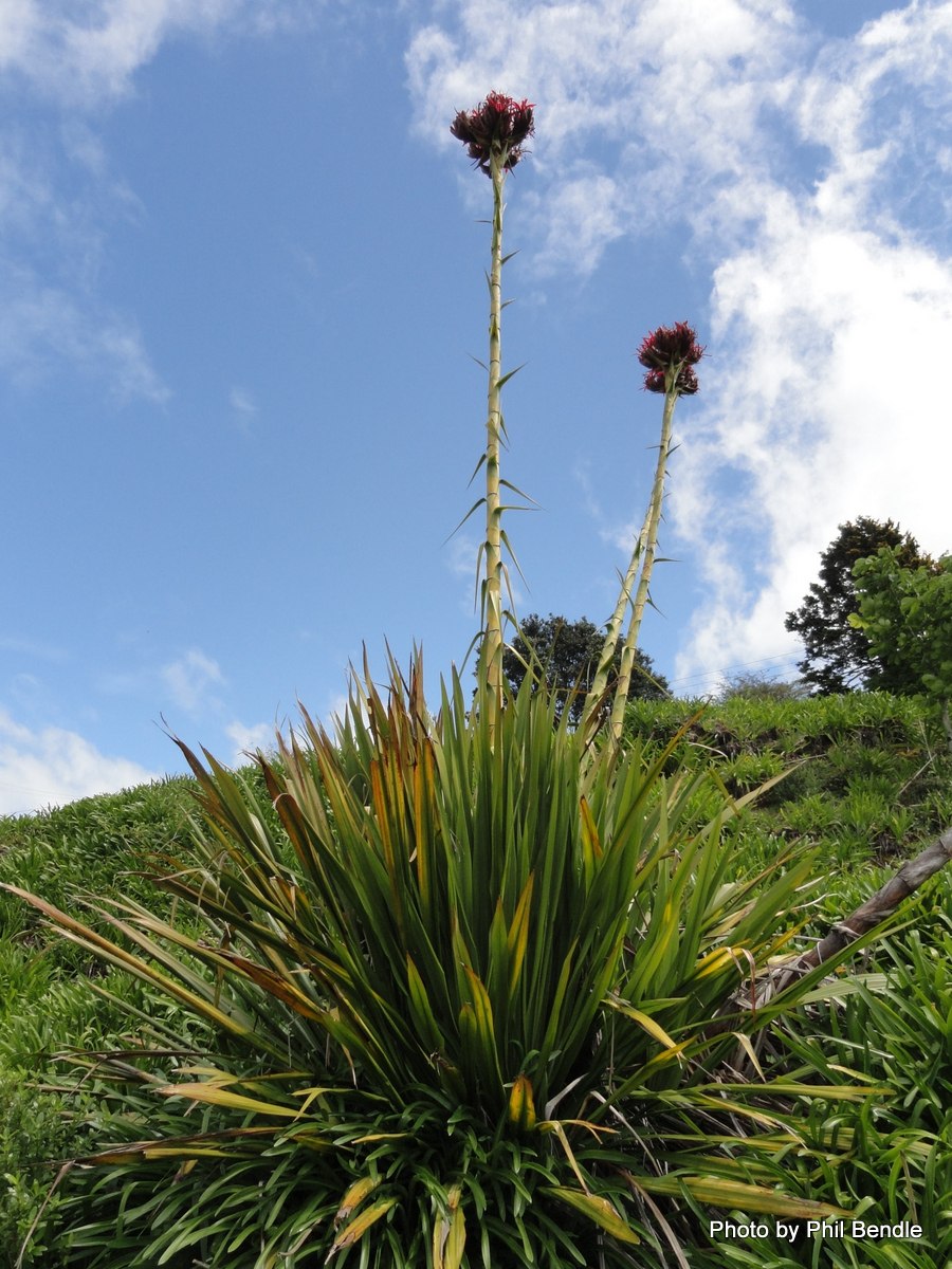 Дориантес в Австралии