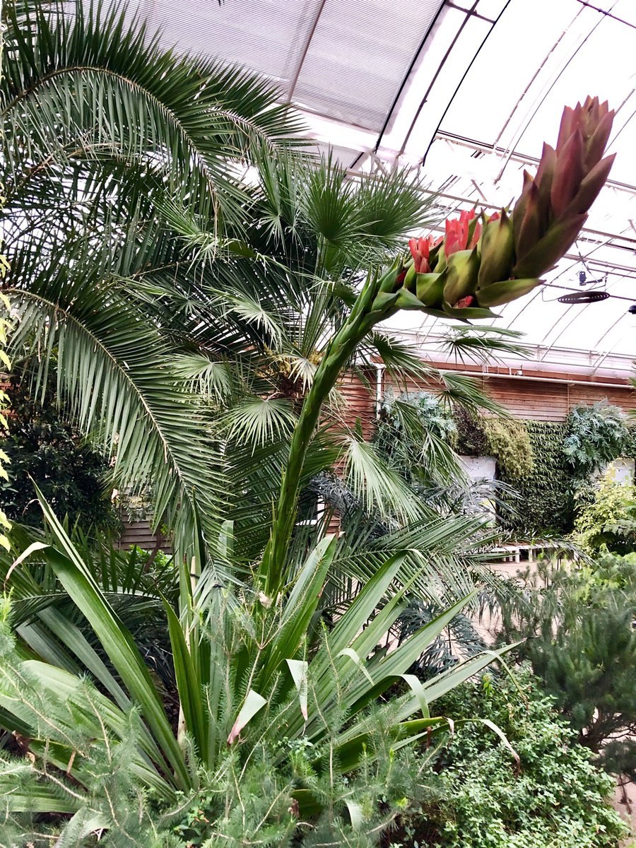 Дориантес в Австралии