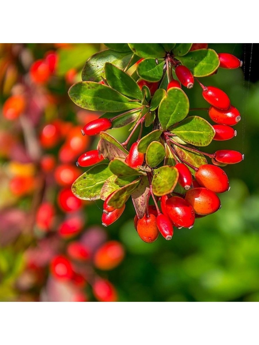 Барбарисовые