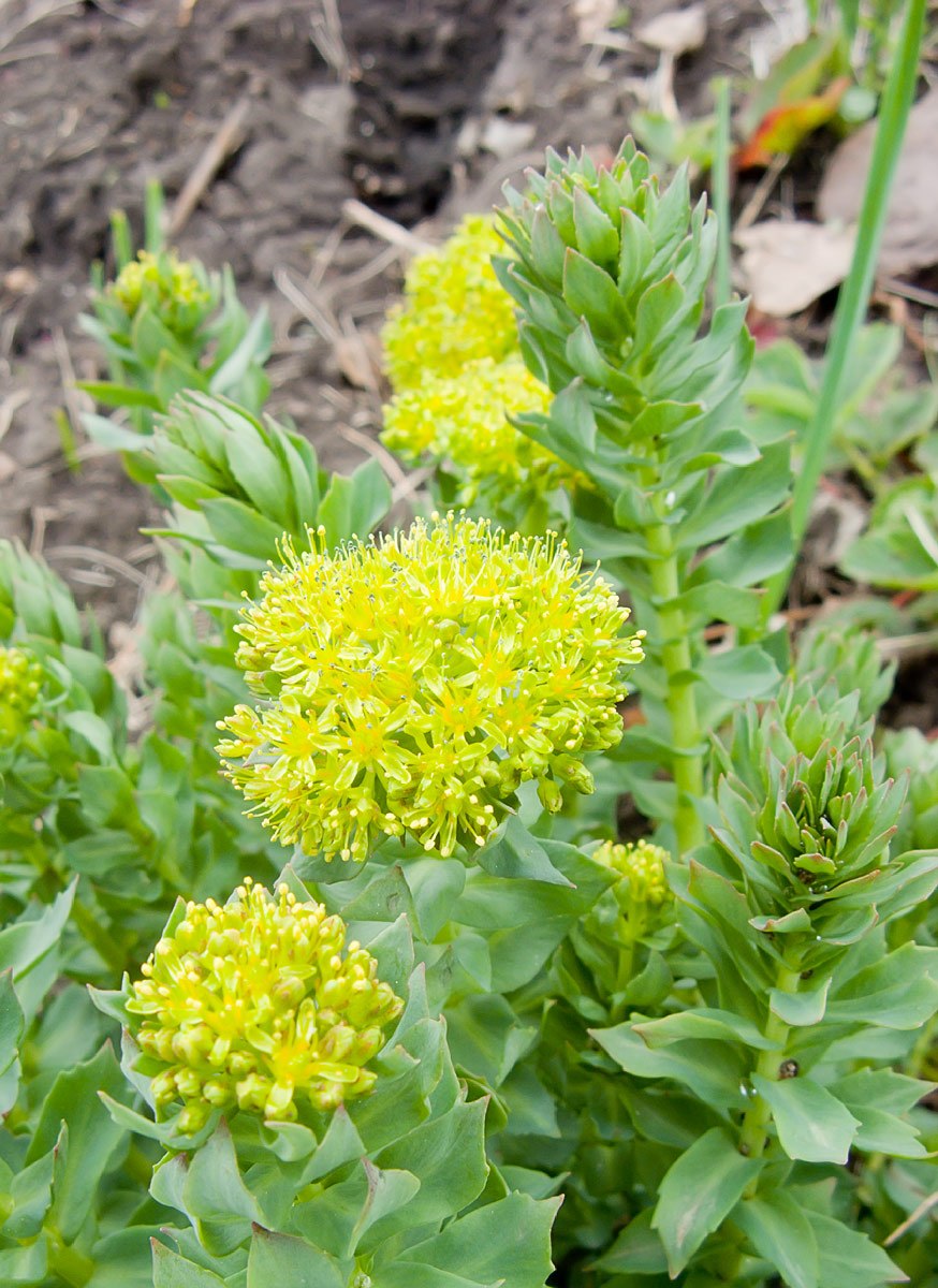 Родиола розовая Rhodiola rosea