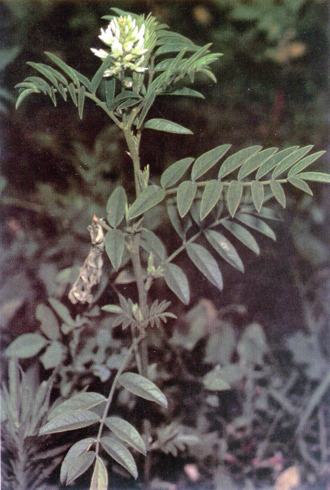 Солодка лист. Glycyrrhiza lepidota. Glycyrrhiza glabra. Лакрица Солодка. Солодка колючая.