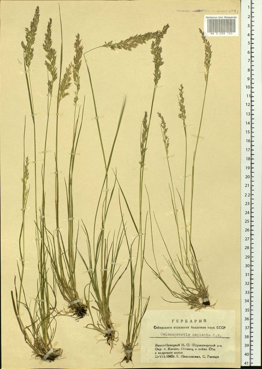 Calamagrostis neglecta