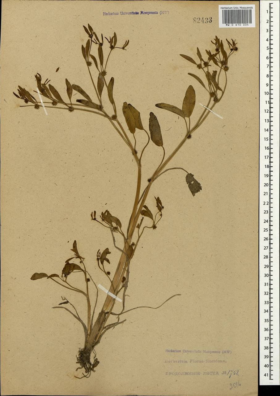 Лютик Лапландский