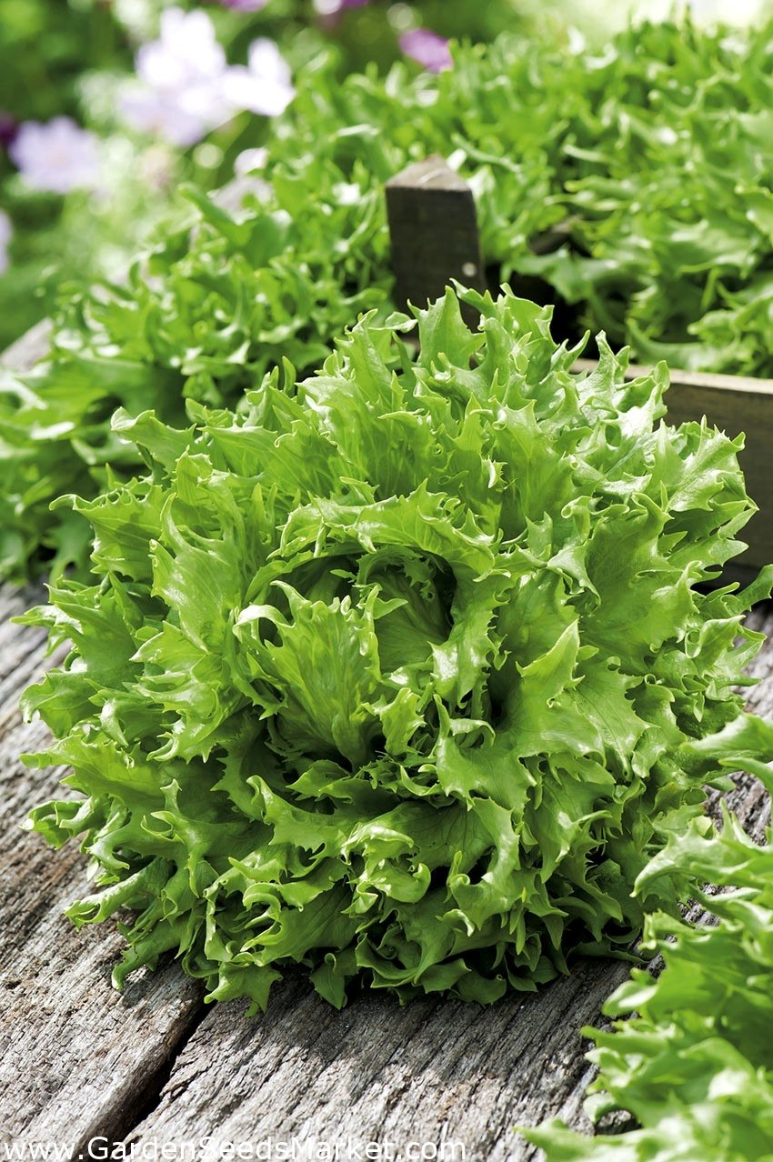 Латук индийский