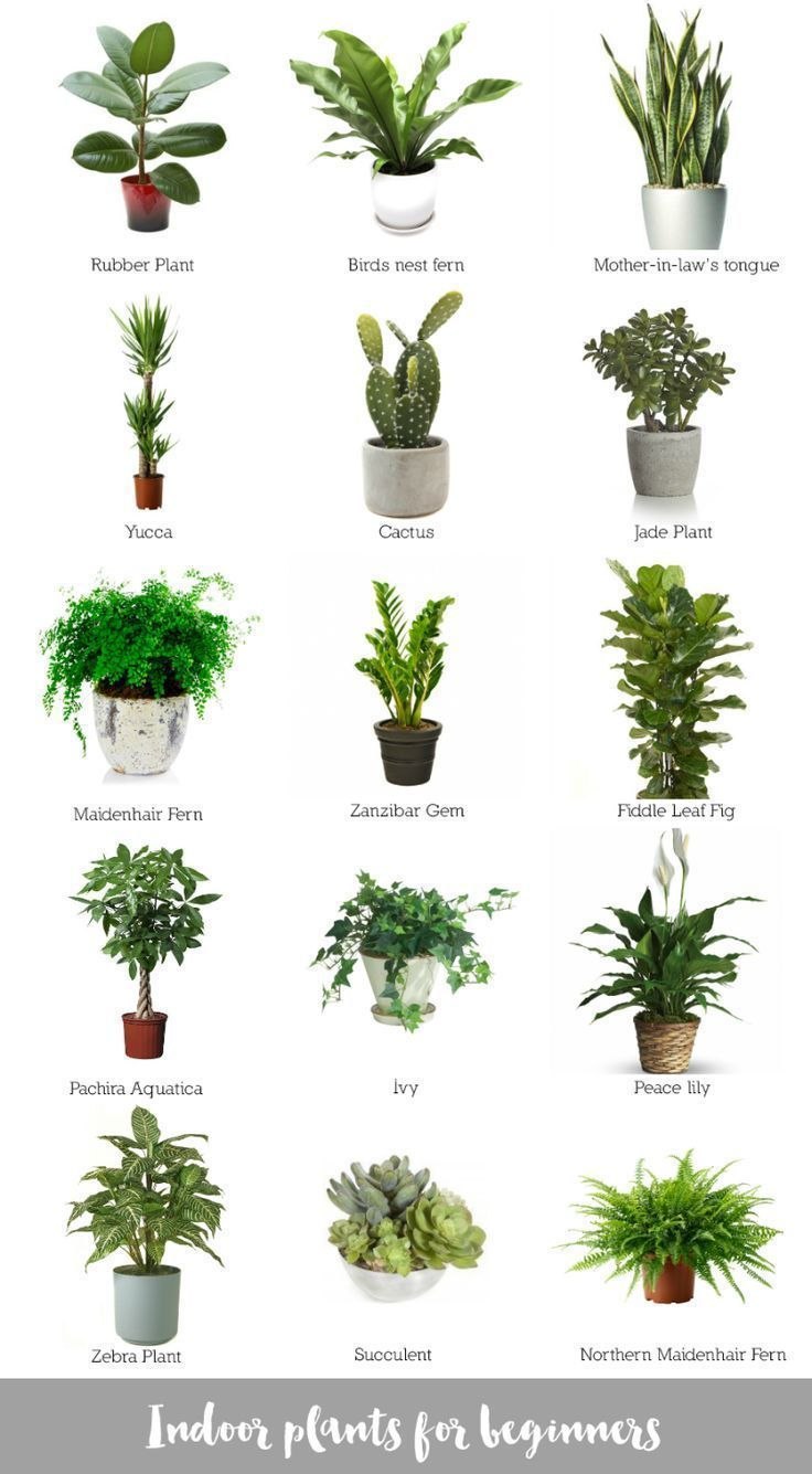 Растение houseplants d8 h35