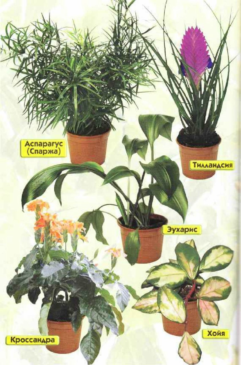 Комнатные растения названия