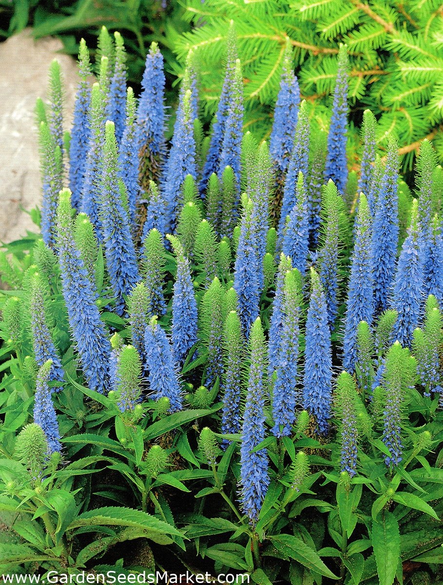 Вероника длиннолистная (синий)