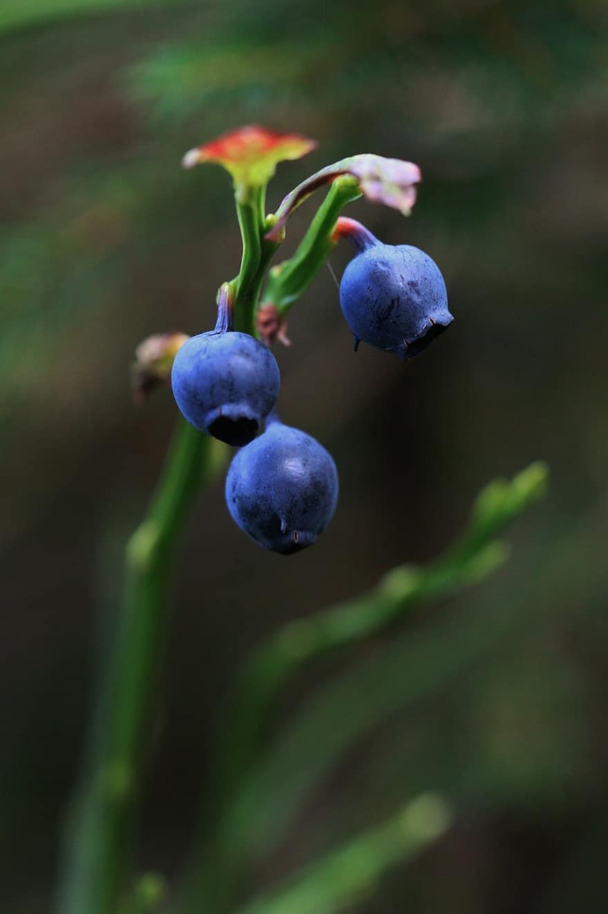 Глициния на Дальнем востоке