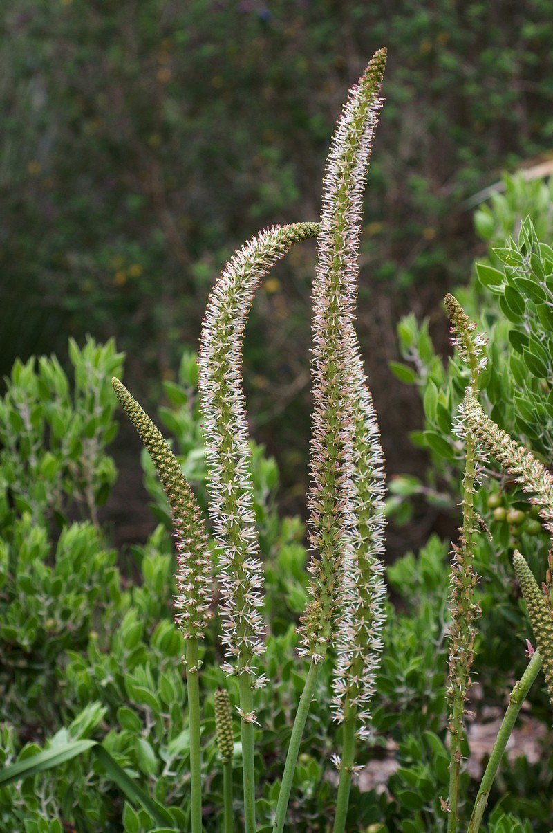 Семейство Мелантиевые