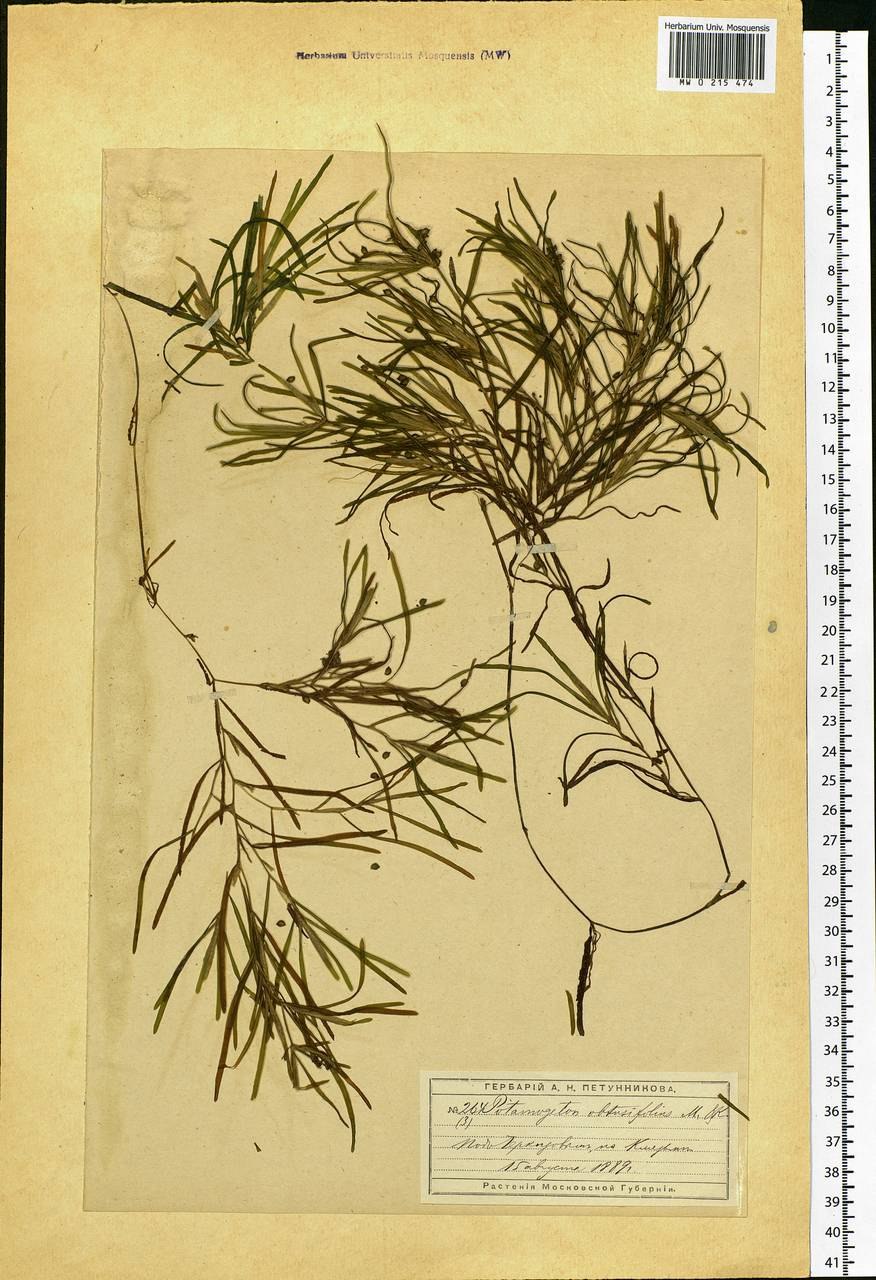 Рдест туполистный Potamogeton obtusifolius