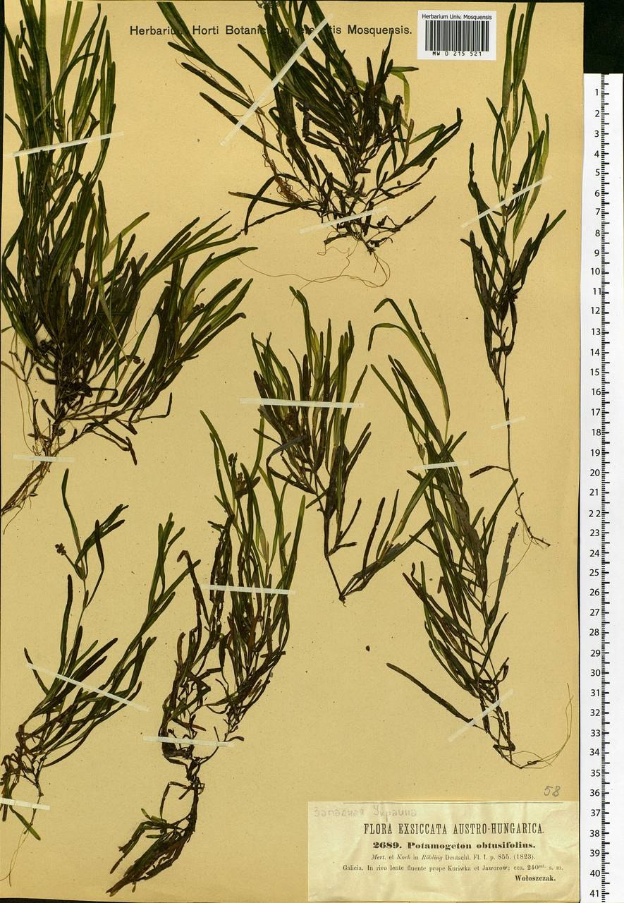 Рдест нитевидный