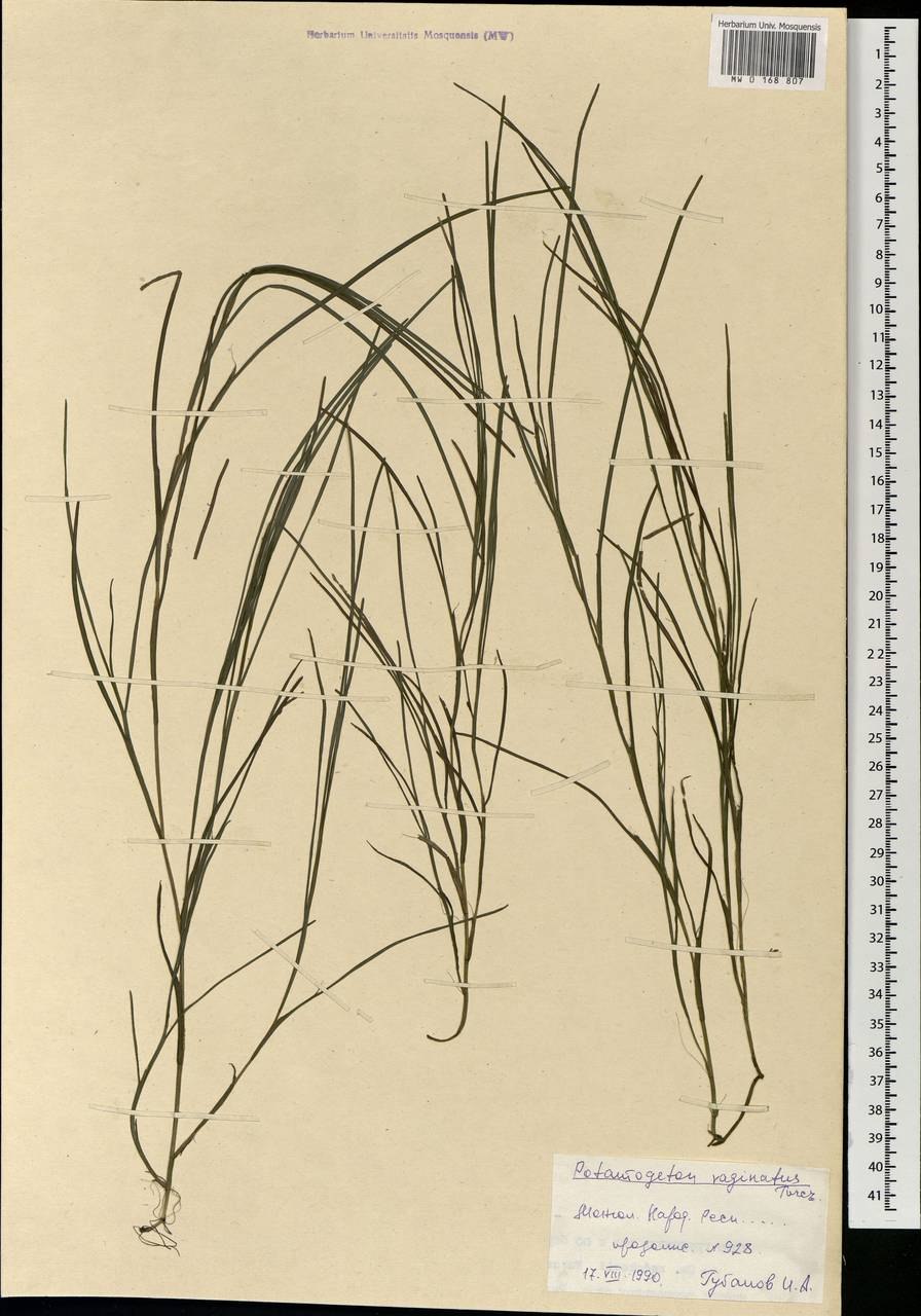 Канадский рдест