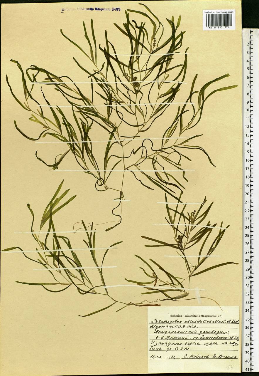 Рдест гребенчатый (Potamogeton pectinatus)