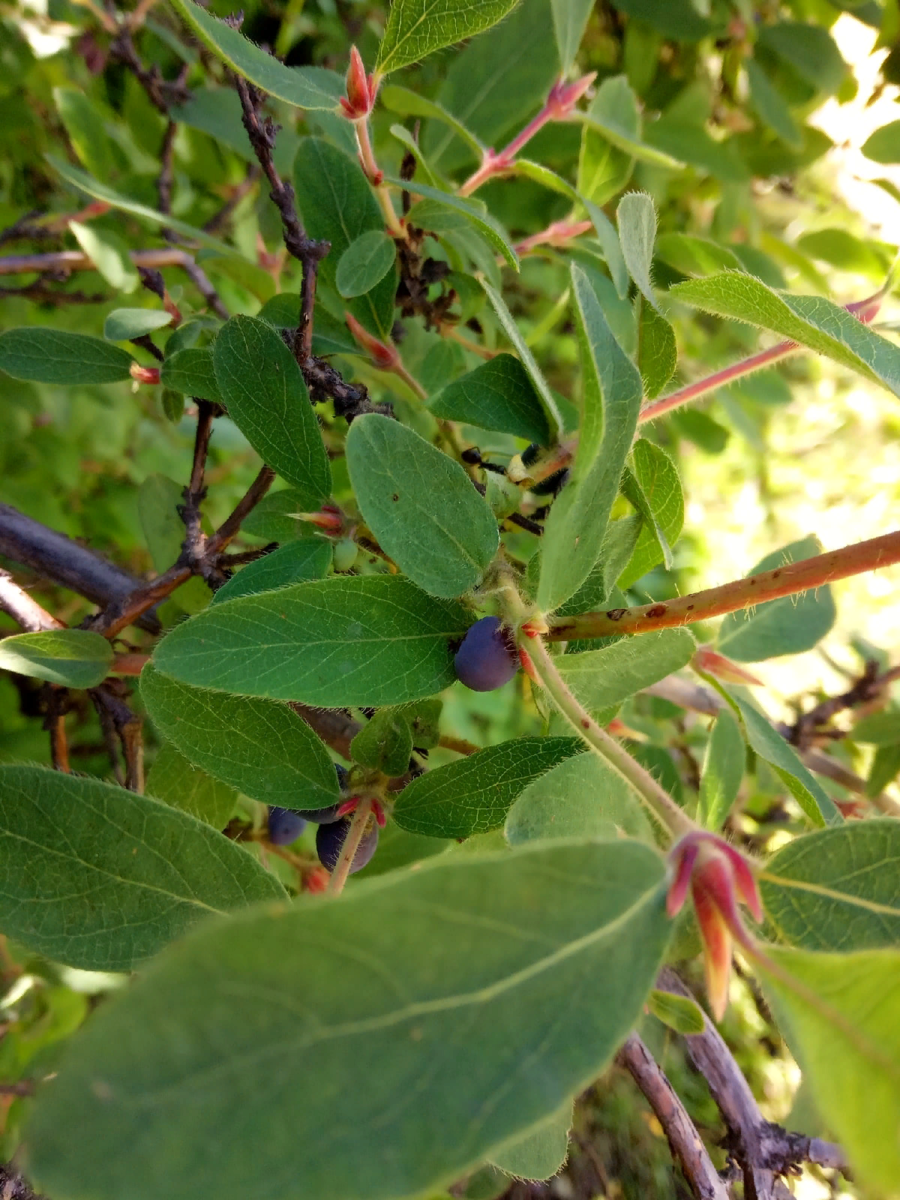 Жимолость съедобная Альтаир