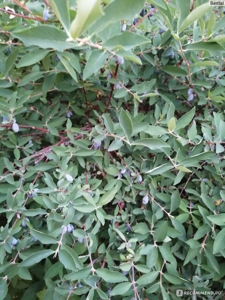 Жимолость джиральда(вечнозеленая)