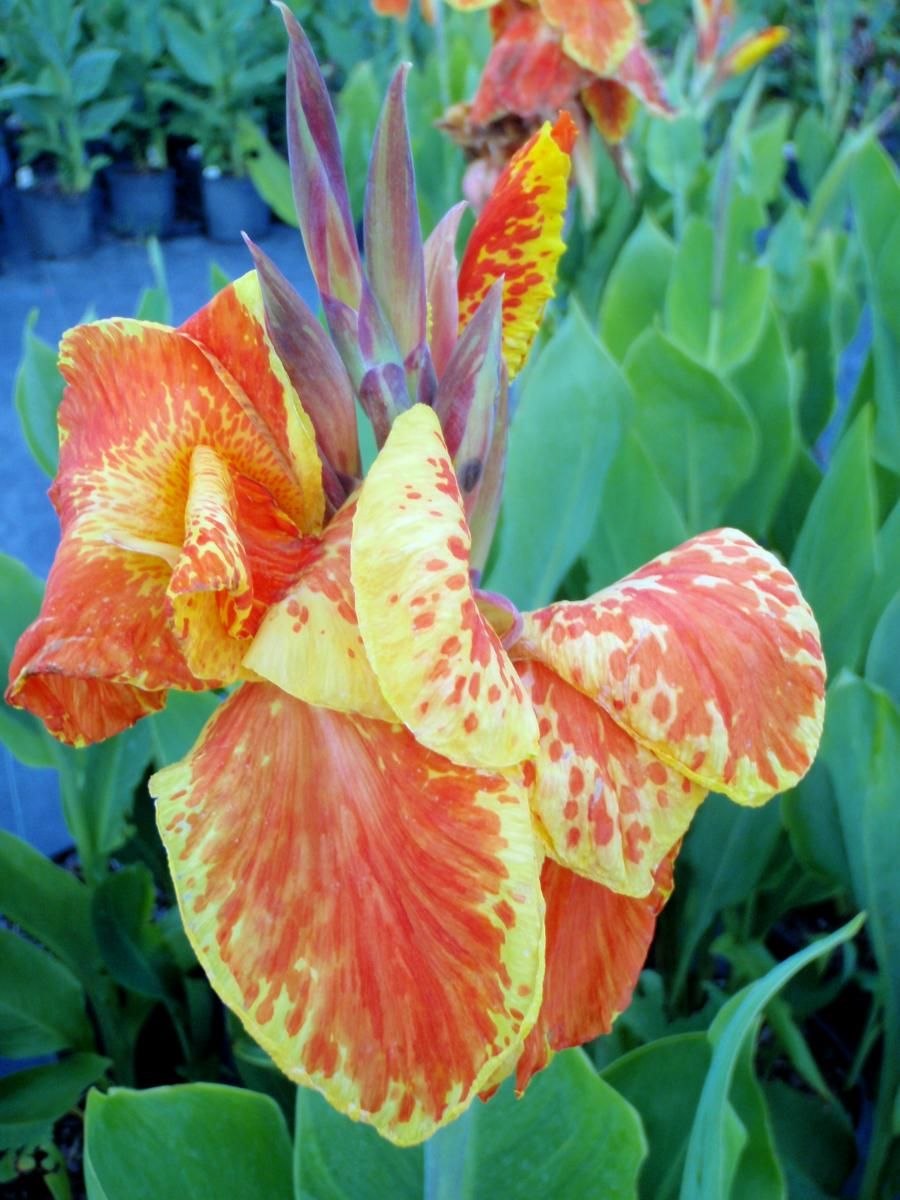 Глориоза Ротшильда цветок