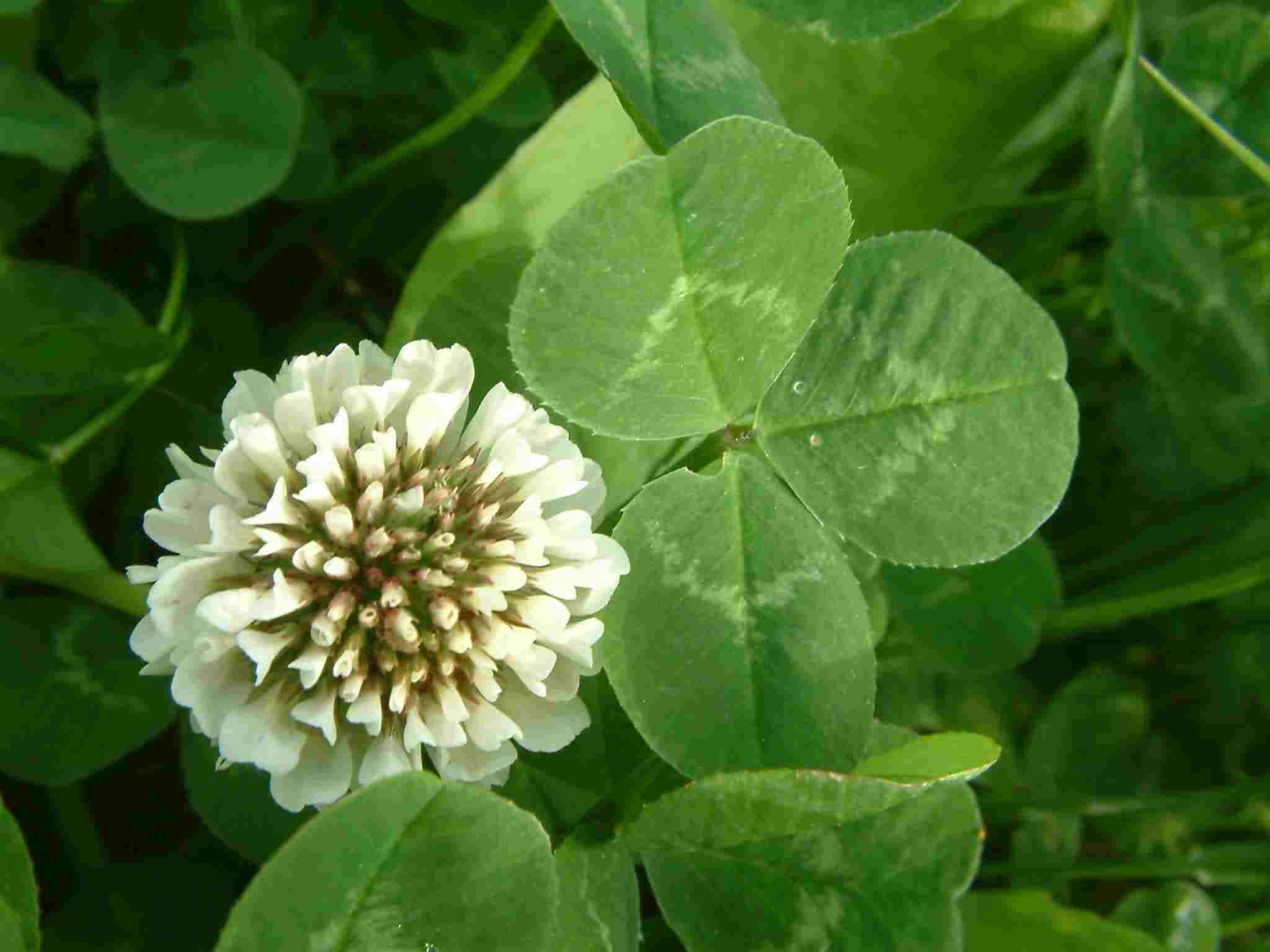 Клевер ползучий. Клевер ползучий (Trifolium repens). Клевер белый ползучий. Клевер Трифолиум Репенс. Клевер Луговой белый.