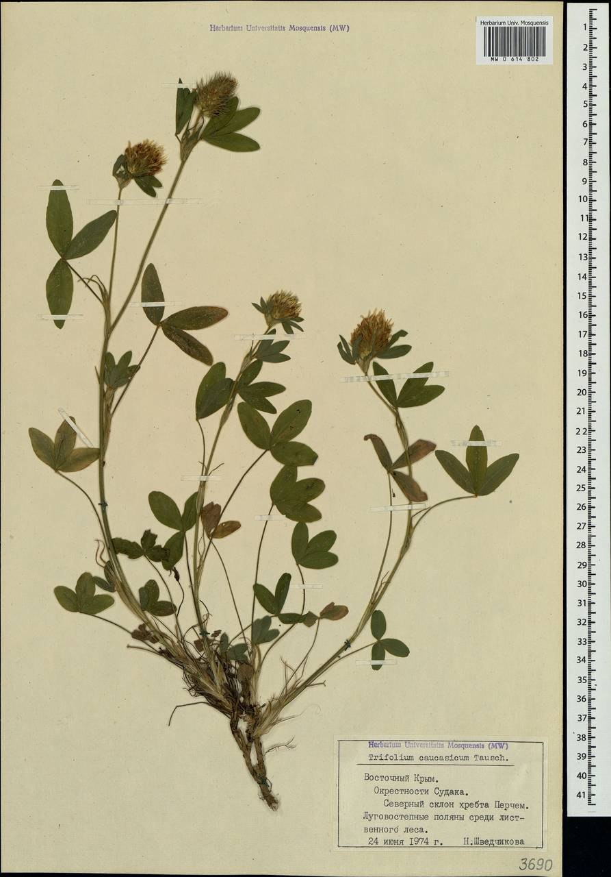 Клевер кавказский красная книга