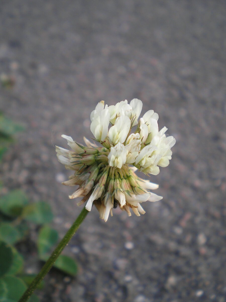 Клевер кавказский