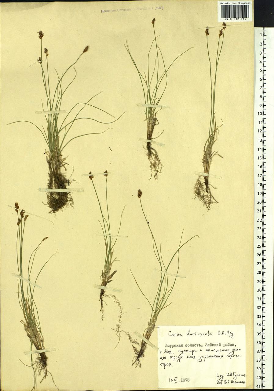Осока вздутая плод