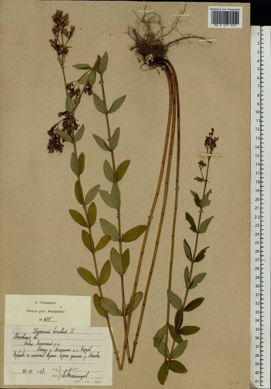 Зверобой Life 900