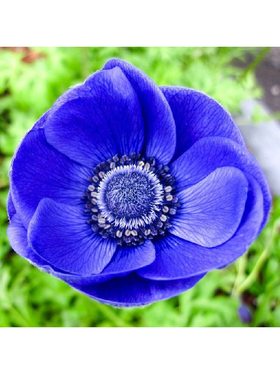 Анемона (ветреница) розовая