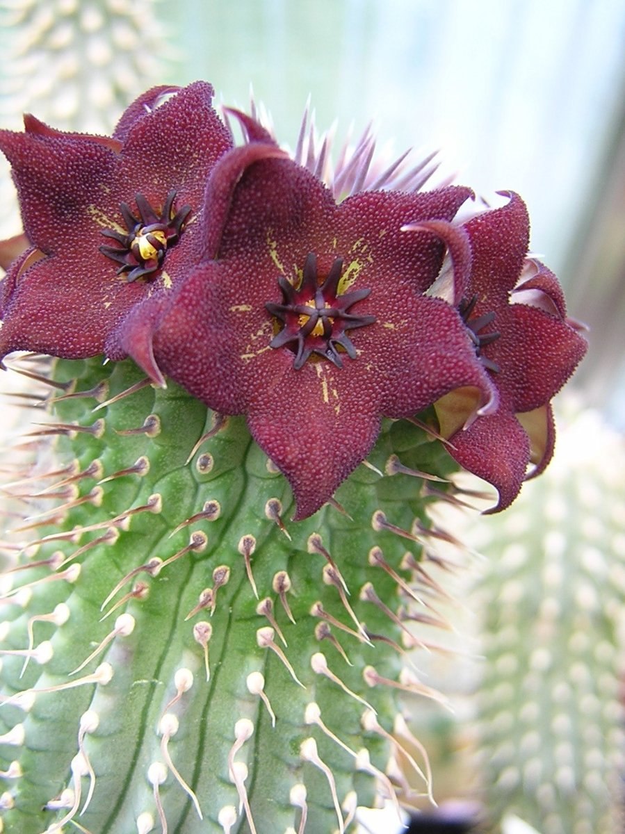 Гуэрния Кенийская (Huernia keniensis)